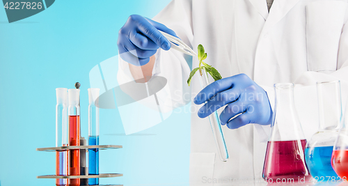 Image of Plant sciences in lab