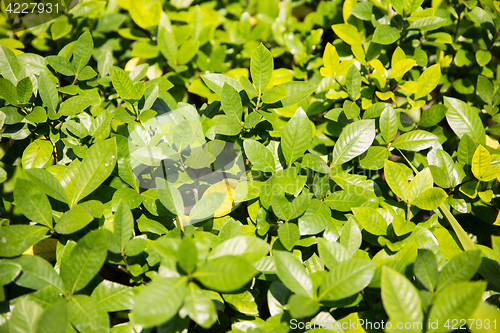 Image of tea plantation field on Sri Lanka