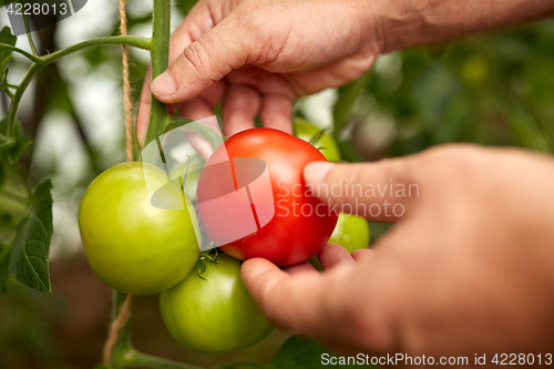 Image of senior farmer picking tomatoes at farm greenhouse