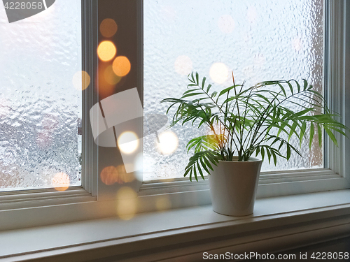 Image of Frosted window, green plant and lights