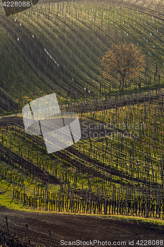 Image of Vineyards in spring