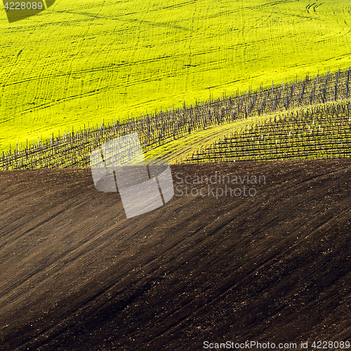 Image of Spring landscape with field and vineyard