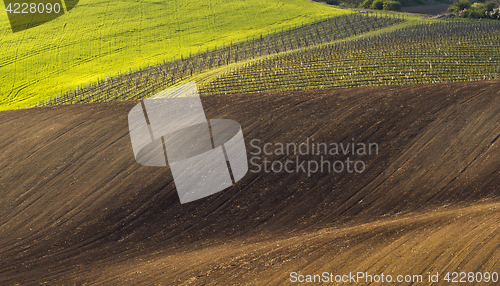 Image of Spring landscape with field and vineyard