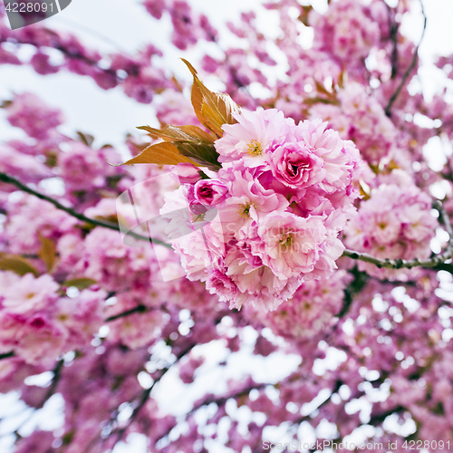 Image of Blossoms of sakura tree