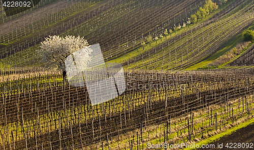 Image of Vineyards in spring