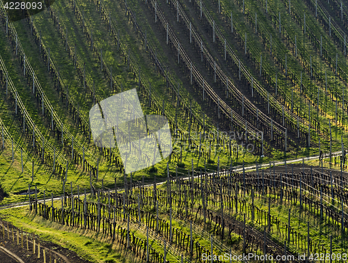 Image of Vineyards in spring