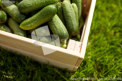 Image of cucumbers in wooden box at summer garden