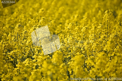 Image of Rapeseed field closeup