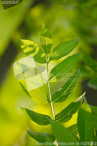 Image of Green Leaves Background