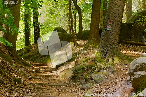 Image of Forest walking route