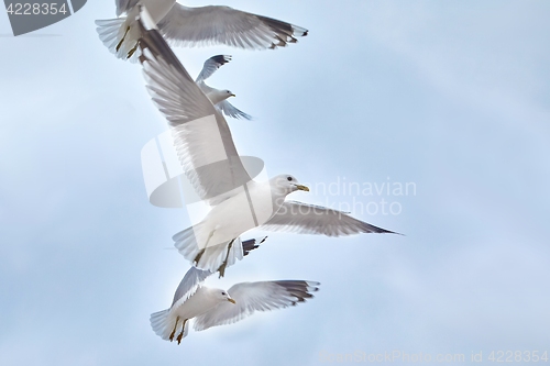 Image of Seagulls in air