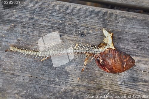 Image of Fried fish leftovers