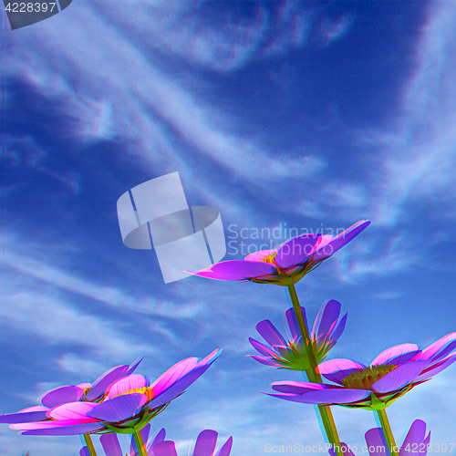Image of Beautiful Cosmos Flower against the sky. 3D illustration.. Anagl