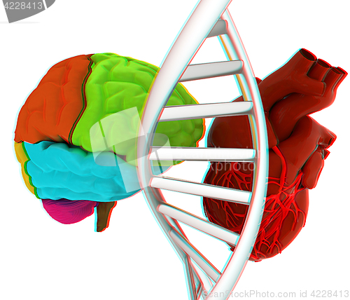 Image of DNA, brain and heart. 3d illustration. Anaglyph. View with red/c