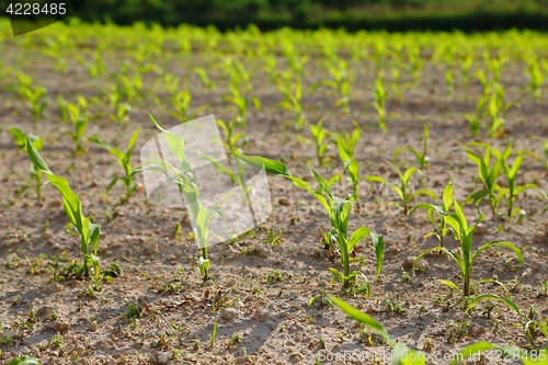 Image of Agricultural field with plants