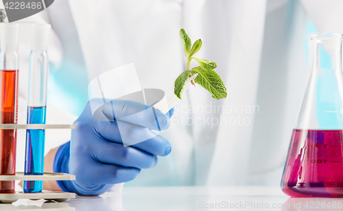 Image of Plant sciences in lab