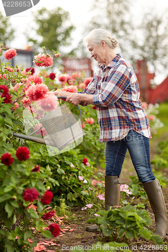 Image of senior woman watering flowers at summer garden