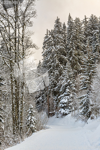 Image of Winter Footpath