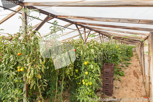 Image of Rows of tomato plants growing inside greenhouse.