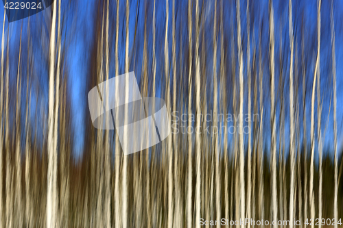 Image of Birch Forest and Blue Sky Motion Blur