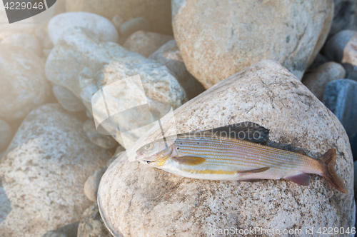 Image of grayling on pebble