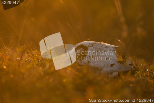 Image of Animal skull in a atumn grass