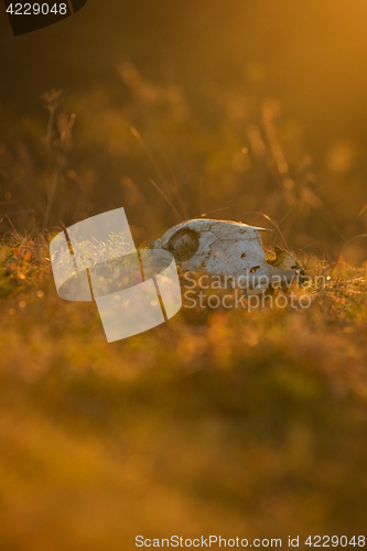 Image of Animal skull in a atumn grass