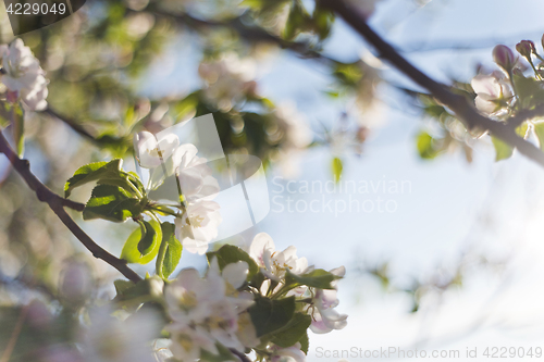 Image of Apple tree blossoms