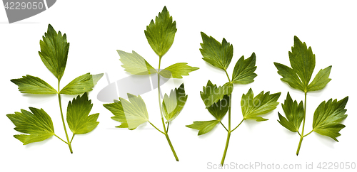 Image of Leaves of lovage