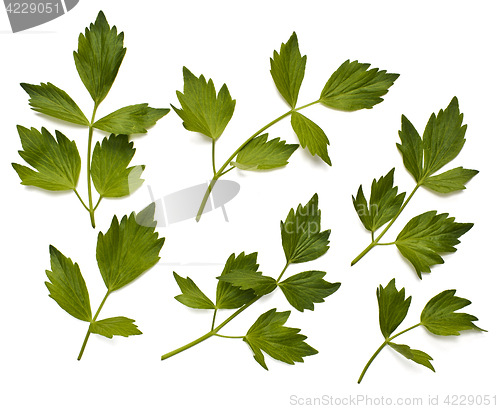 Image of Leaves of lovage