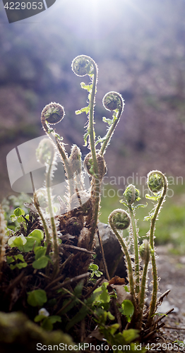 Image of Spirals of young fern