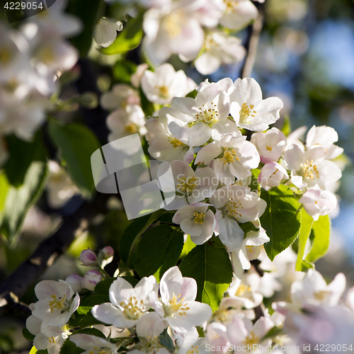 Image of Apple tree blossoms