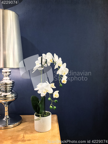 Image of Elegant white orchid and metal lamp