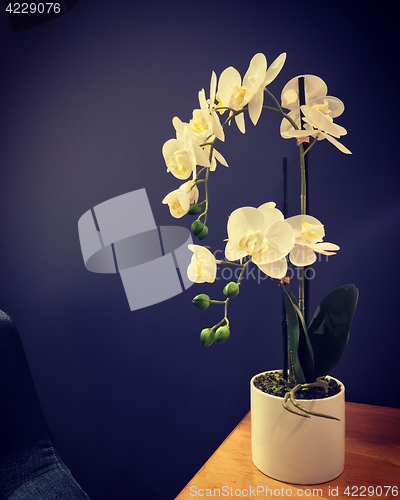 Image of Elegant white orchid on a table