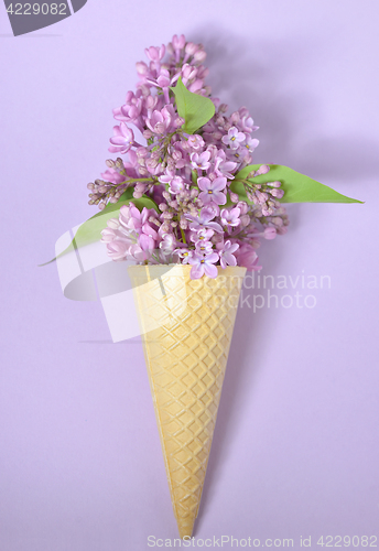 Image of lilac in cone