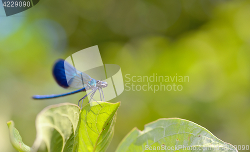 Image of dragonfly in forest