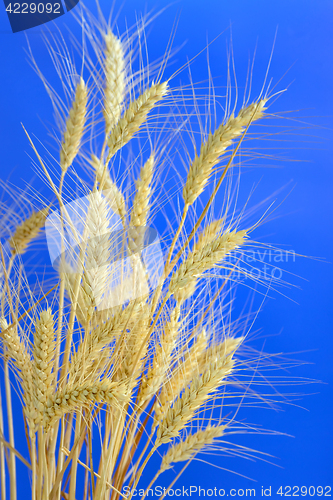 Image of stems of ripe wheat