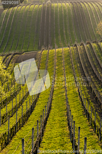 Image of Vineyard in spring