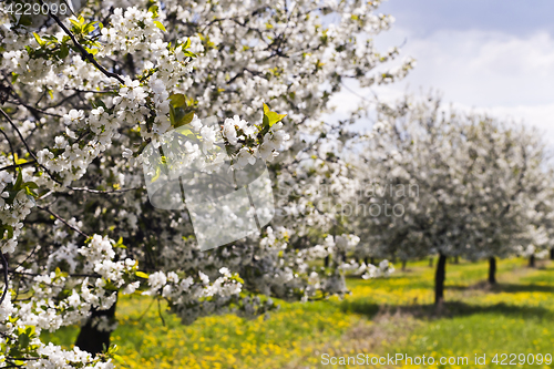 Image of Cherry tree orchard