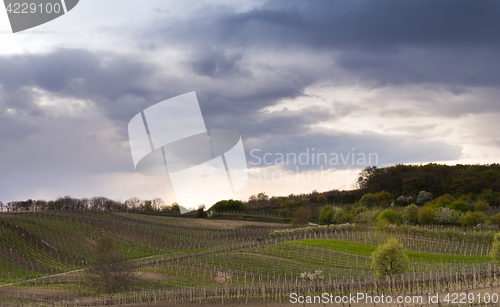 Image of Vineyards in spring