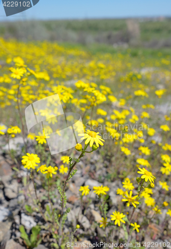 Image of Yellow Ragwort flowers