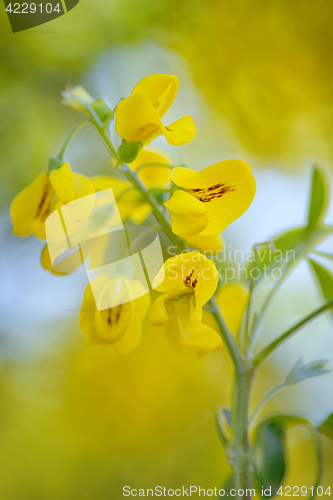 Image of Cassia fistula flower