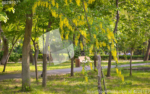 Image of Cassia fistula flower