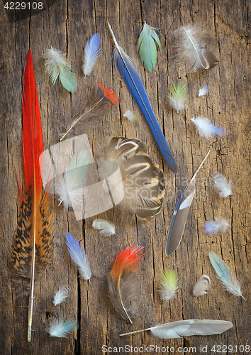 Image of Collection of different color feathers