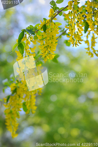 Image of Cassia fistula flower