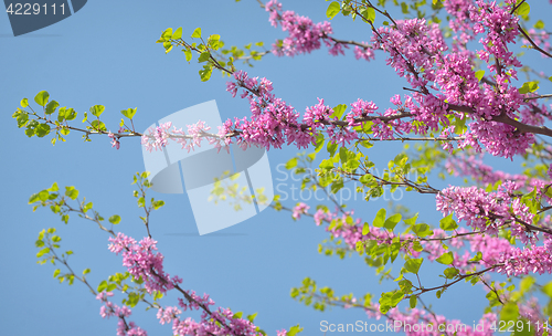 Image of Cercis siliquastrumJudas tree