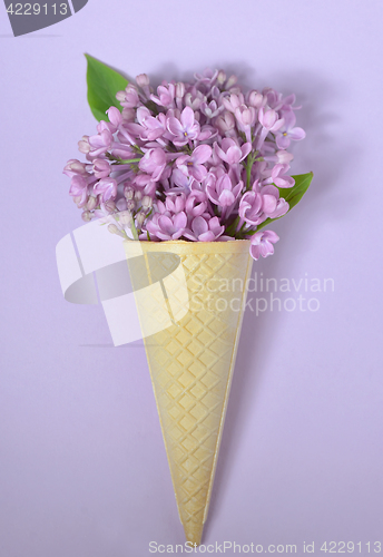 Image of  lilac in cone