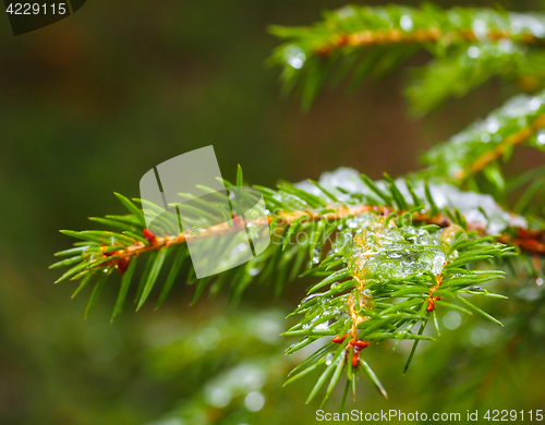 Image of Closeup of spruce with ice with beautiful bokeh, isolated toward