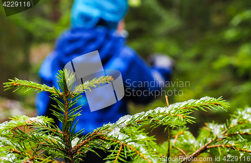 Image of Unrecognizable boy in blue walking away from a spruce with ice o