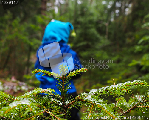 Image of Unrecognizable boy in blue walking away from a spruce with ice o